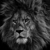 leao-quality