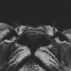 imposto-renda-2021-quality