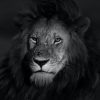 leao-quality